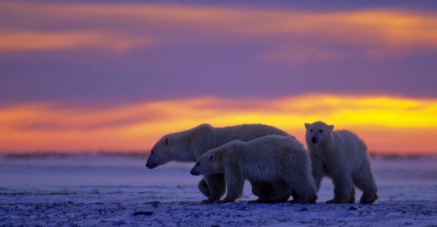 Kutup Ayılarının Dünyası Nat Geo WILD ekranlarında