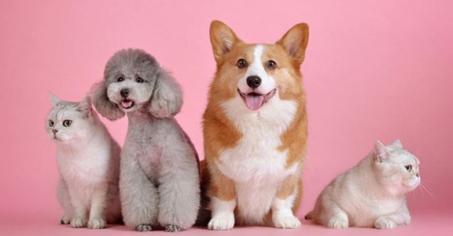 Evcil Hayvan ve Yaşam Festivali ''Pet’N Play'' iptal oldu!