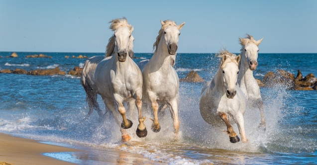 “Vahşi ve Sıra Dışı” ocak ayı boyunca devam ediyor