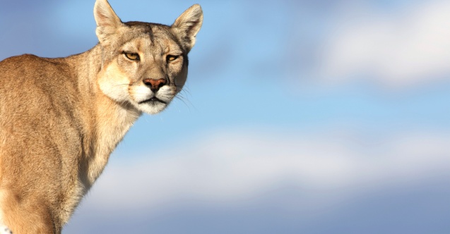 Canlıların mücadelesine ışık tutan yapımlar BBC Earth ekranlarında