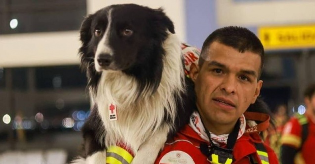 Arama-kurtarma köpekleri nasıl eğitiliyor?