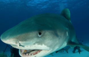 İzleyiciyi vahşi yaşama konuk olmaya davet ediyor