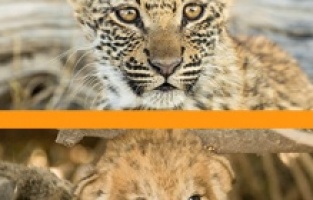 Vahşi Krallık yeni sezonuyla National Geographic WILD’da