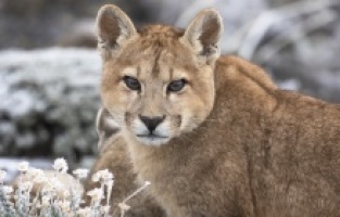 Dünyanın Sonundaki Pumalar: Yeniden Doğuş Nat Geo’da