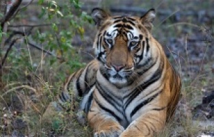 Taru’nun Kaplan Kraliçesi National Geographic WILD'da