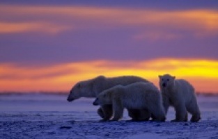 Kutup Ayılarının Dünyası Nat Geo WILD ekranlarında