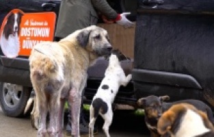 Mutlu köpekler ve mutlu aileler Dostumun Dünyası'nda