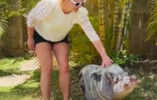 Britney Spears, hastalığını yenmek için domuz sahiplendi