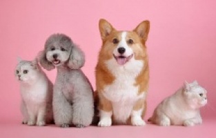 Evcil Hayvan ve Yaşam Festivali ''Pet’N Play'' iptal oldu!