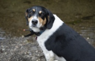 "Doğaya Dönüş" ilk bölümüyle National Geographic WILD'da