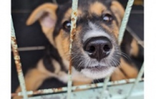 Sokak hayvanları için sanat dünyası bir araya geliyor