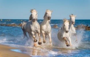 “Vahşi ve Sıra Dışı” ocak ayı boyunca devam ediyor