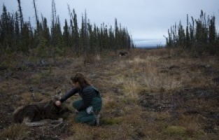 Yukon Veterineri yeni sezonuyla National Geographic WILD’da