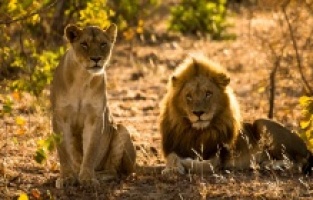 "Büyük Kediler Serisi" National Geographic WILD'da