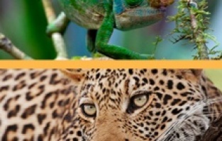 “En Ölümcül Ay” National Geographic WILD ekranlarında