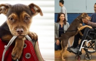 Sadık Dostum ilk kez ekranda olacak!