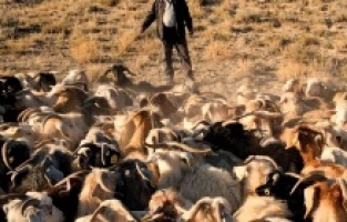 “Gordion’un Çobanları”  VEKAM Özel Ödülü’nün sahibi oldu