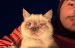 Enkazdan çıkarılan hayvanlar için sahra çadırı kuruldu