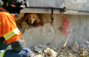 Portekiz’den gelen ekip Antakya’da bir köpeği enkazdan kurtardı