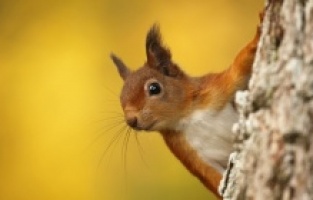 CBeebies eğlenceli içerikleri ile yaz sezonuna hoş geldin diyor